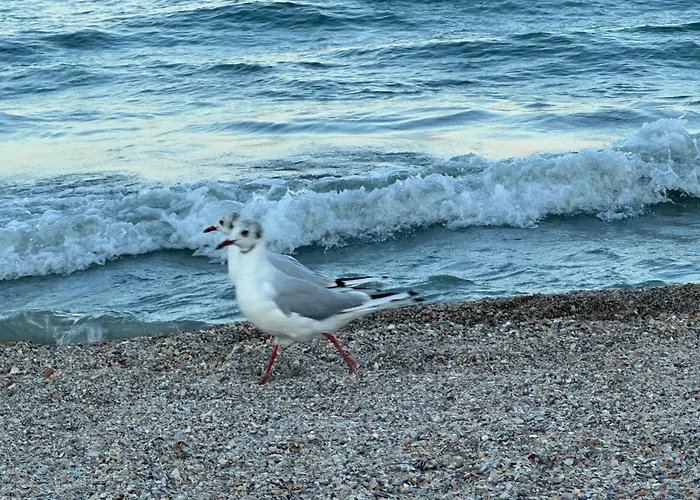 Eer Apartmán Mamaia